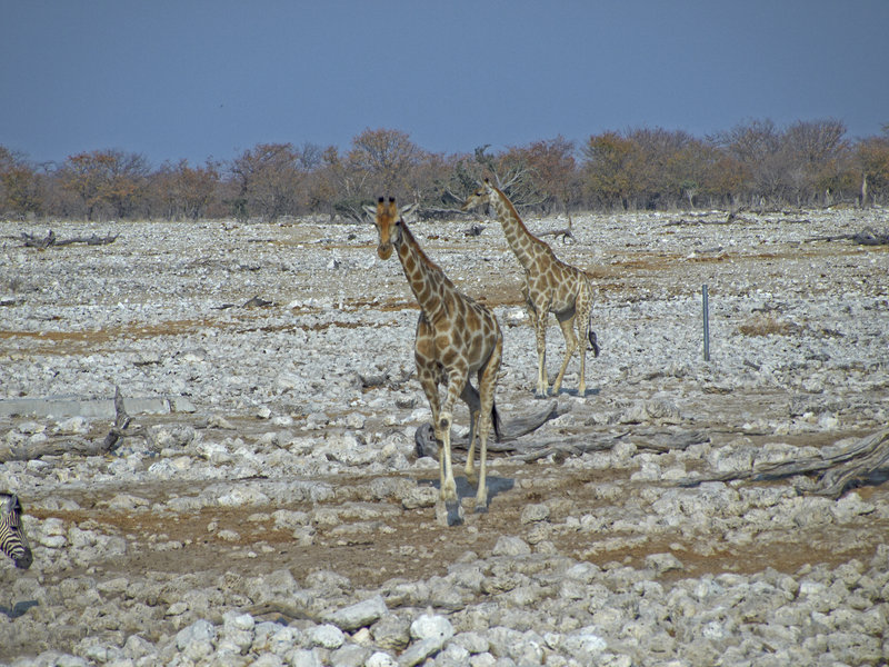 Okaukuejo, Giraffe